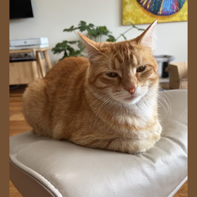 Photo of Rusty