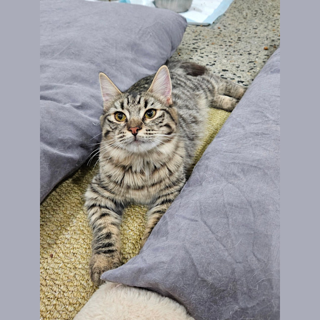 Photo of Bobby Girl