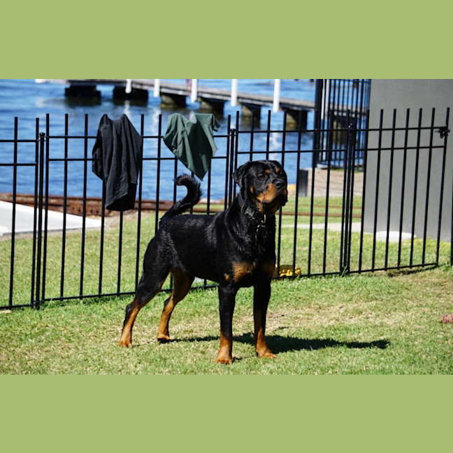 Photo of Murphy