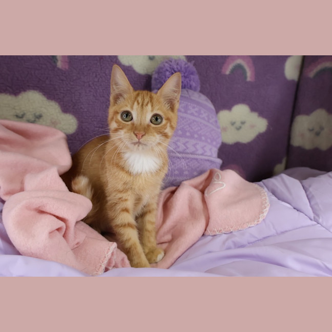 Photo of Gazpacho