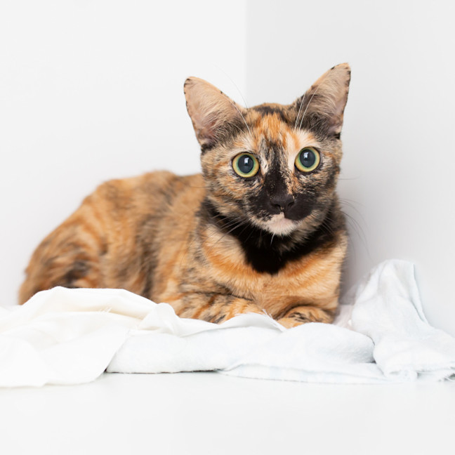 Photo of Echo Anne Perfect