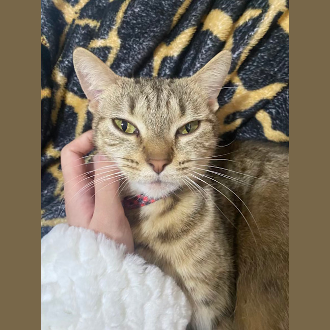 Photo of Honey