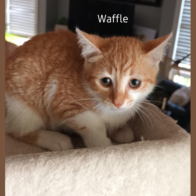 Photo of Waffle