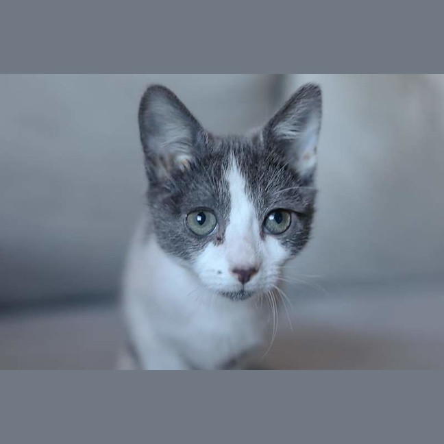 Photo of Smidge