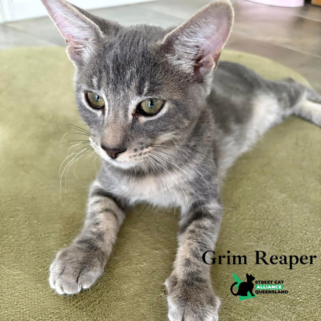 Photo of Grim Reaper