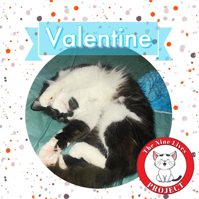 Photo of Valentine *9 Lives Project Rescue*