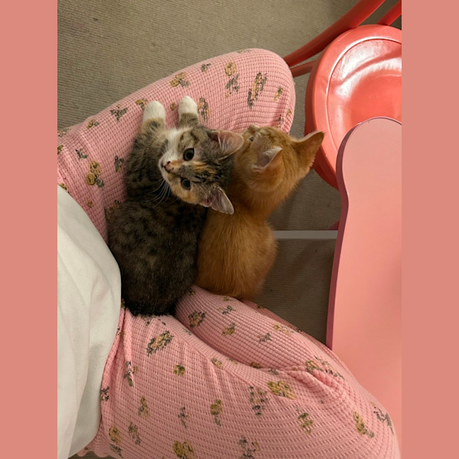 Photo of Cupcake