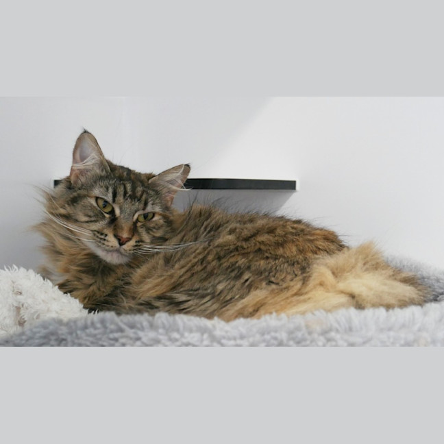 Photo of Rhea Sta013648