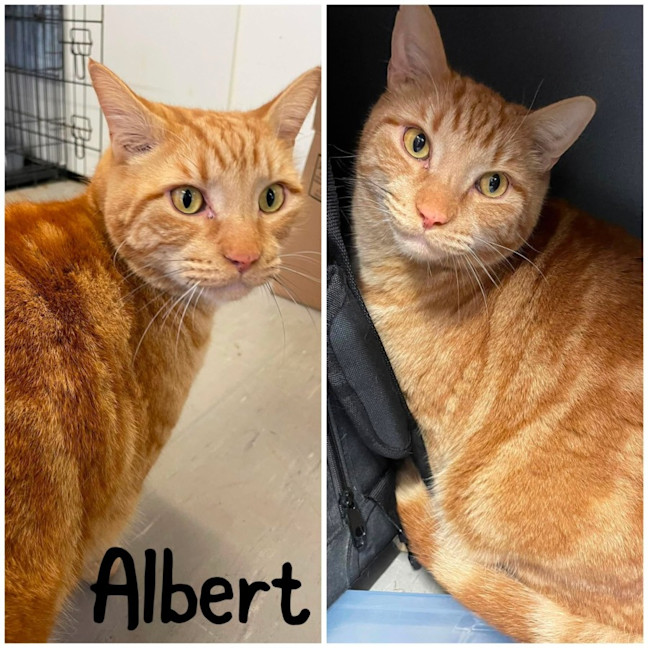 Photo of Albert