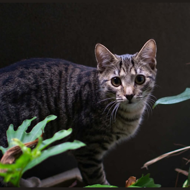 Photo of Katsu 