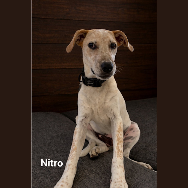 Photo of Nitro