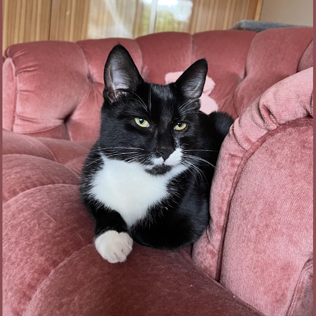 Photo of Tuxedo