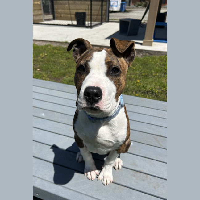 Photo of Milo Jr