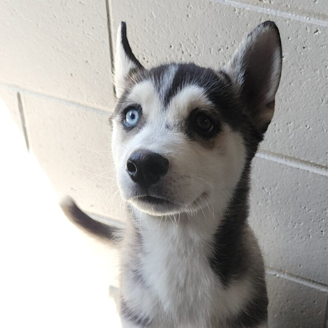 Photo of Thor