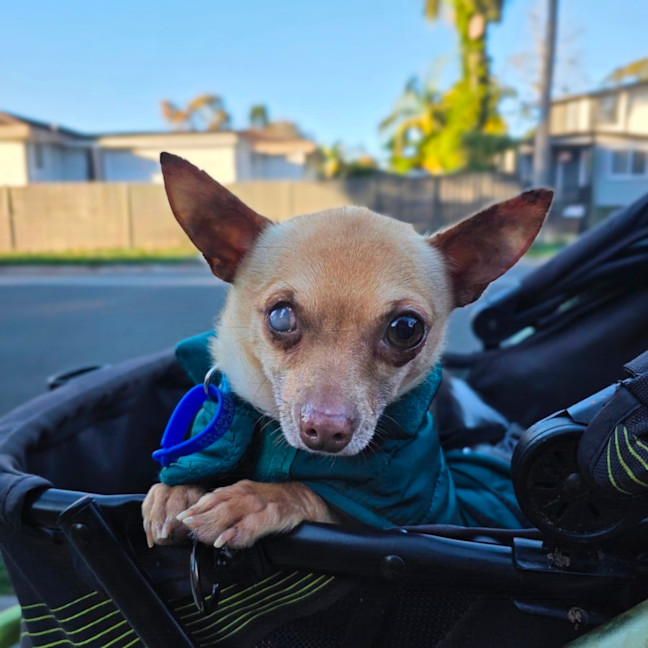 Photo of Pedro   3 Year Old Chihuahua