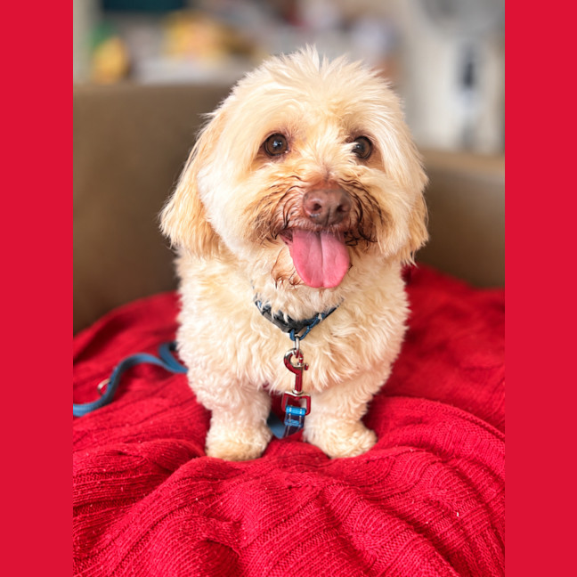 Photo of Coco
