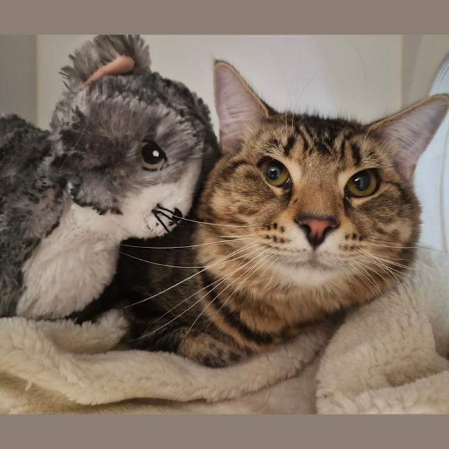 Photo of Simba