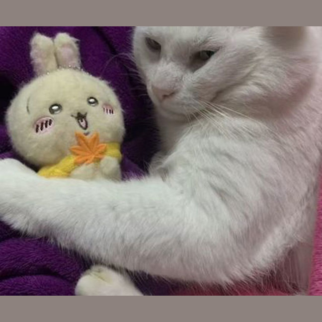Photo of Snowball