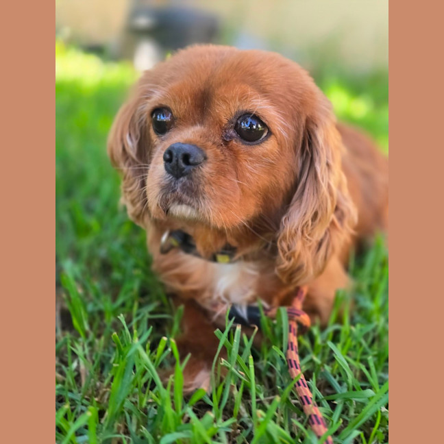 Photo of Jazzie