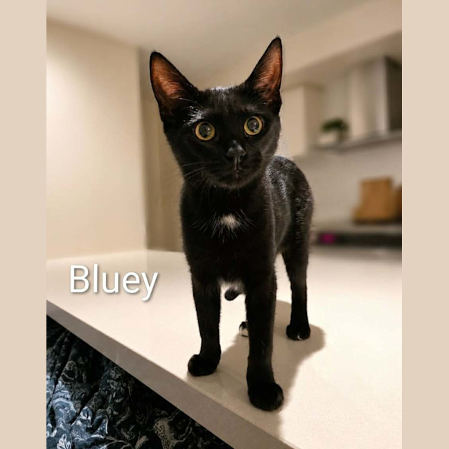 Photo of Bluey & Bingo 