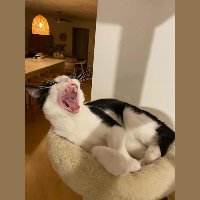 Photo of Archie
