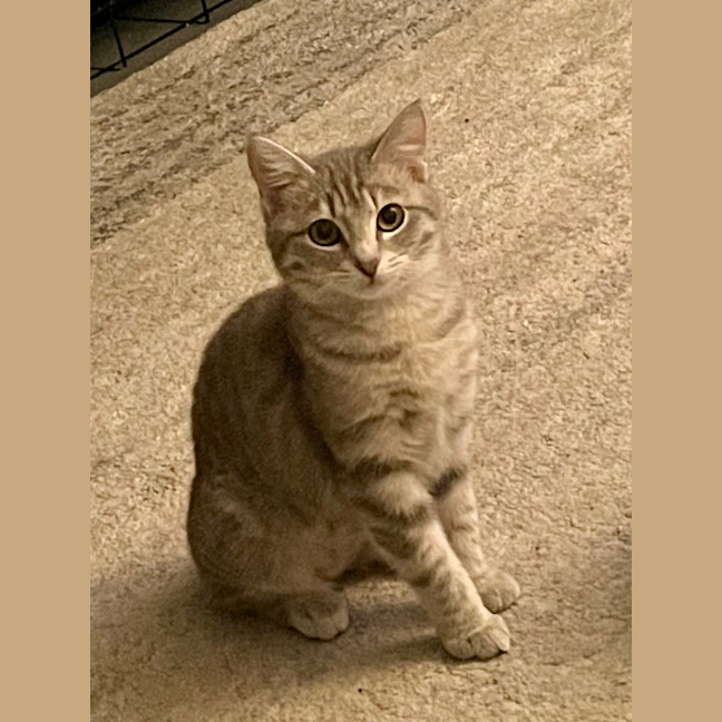 Photo of Sadie