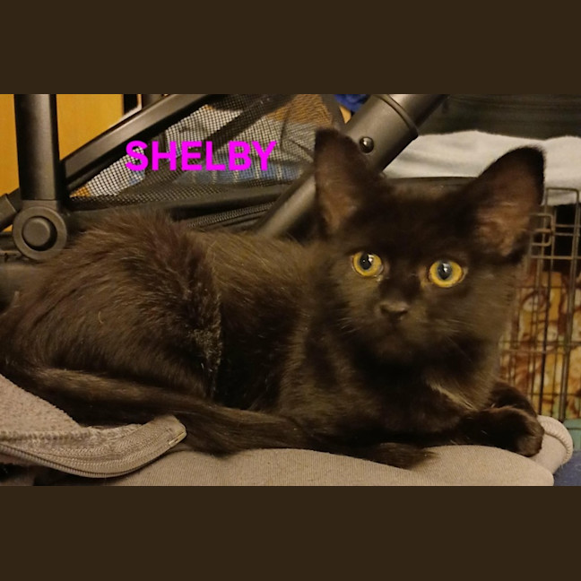 Photo of Shelby