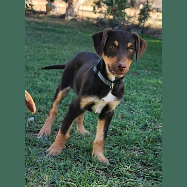 Photo of Copper