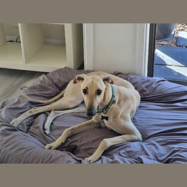 Photo of Archie 
