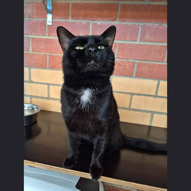Photo of Batman! 🦇
