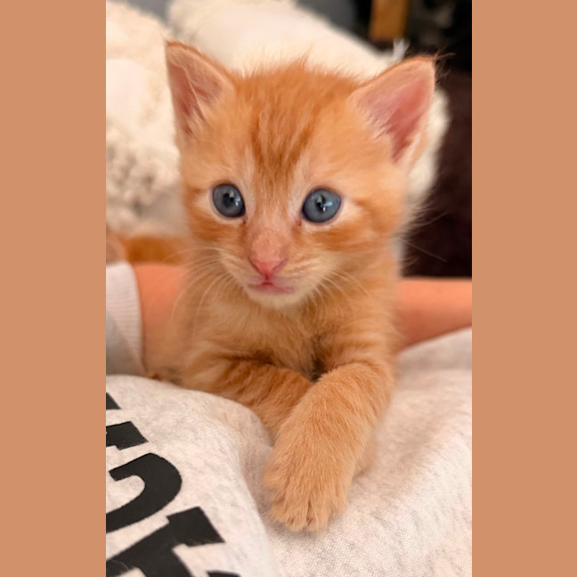 Photo of Rocket 