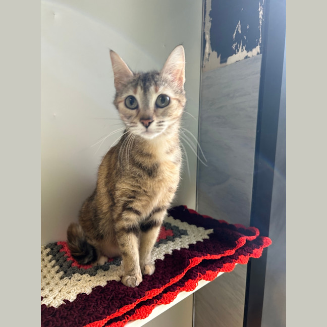 Photo of Sandy Shandy