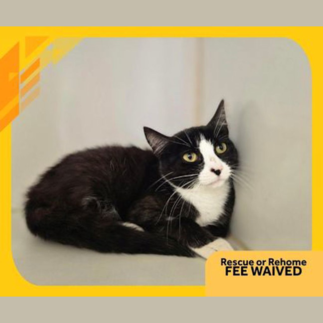 Photo of Smokey