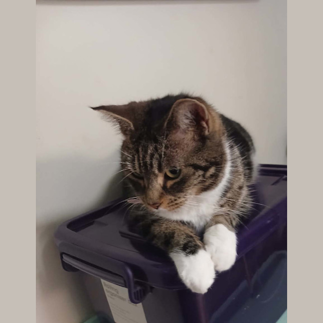 Photo of Snug   1.5 Year Old Domestic Short Hair