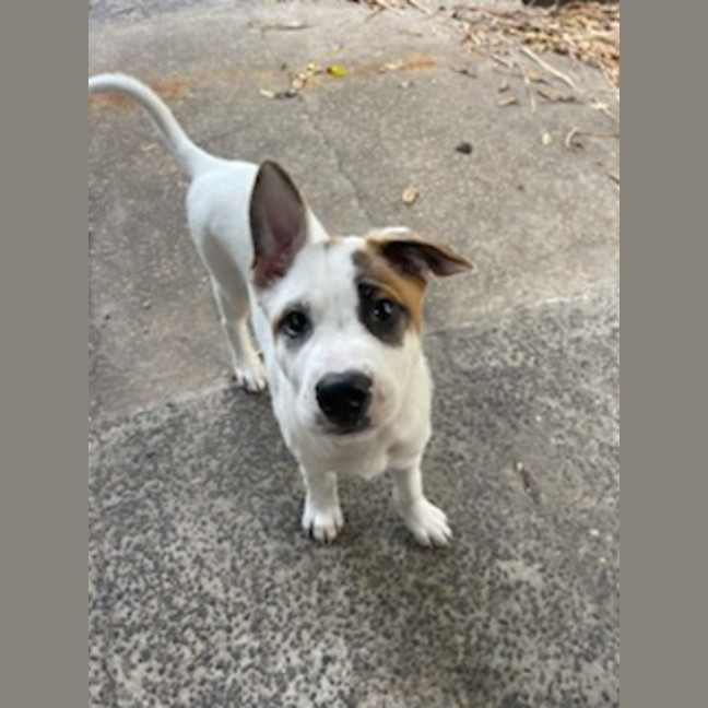 Photo of Tofu   4 Month Old Sharpei X Bull Mastiff
