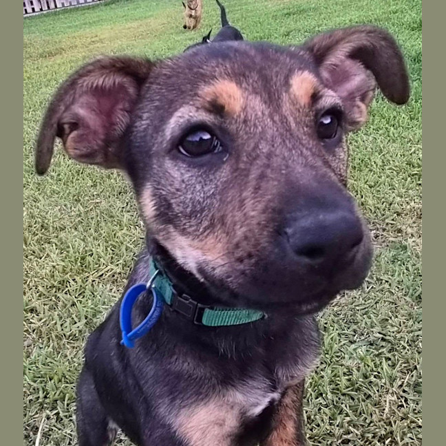 Photo of Scar 