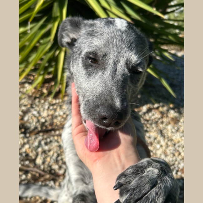 Photo of Banjo