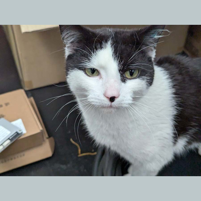Photo of Plush**2nd Chance Cat Rescue**