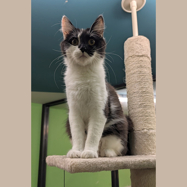 Photo of Checkers
