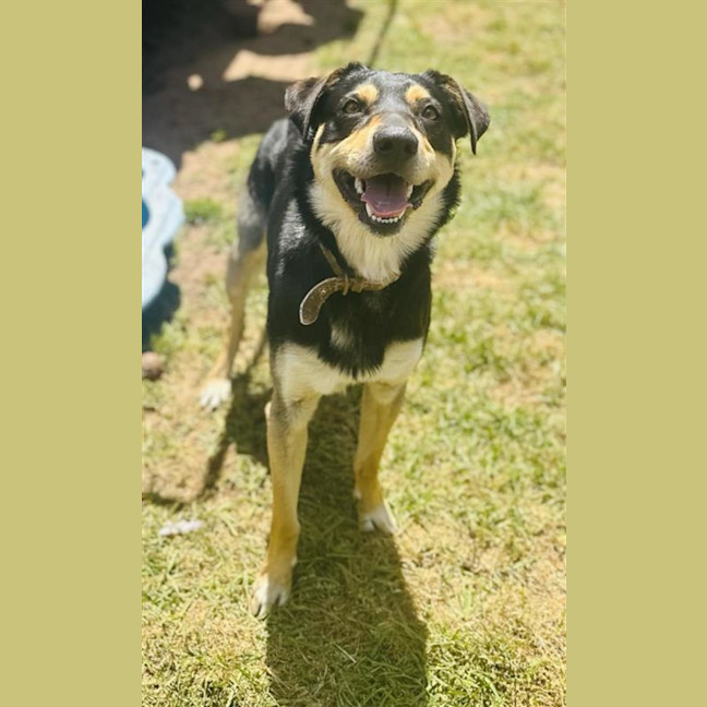 Photo of Tazzie