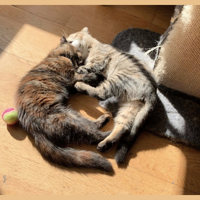 Photo of 🍹Julep & Gimlet🍹