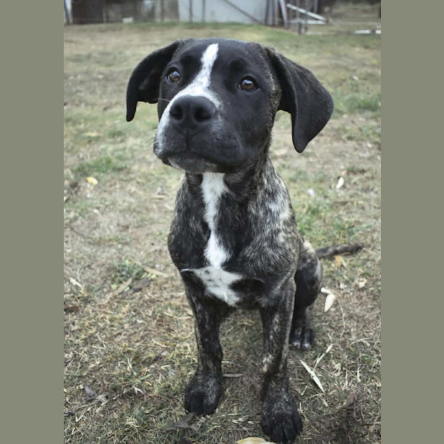 Photo of Diesel