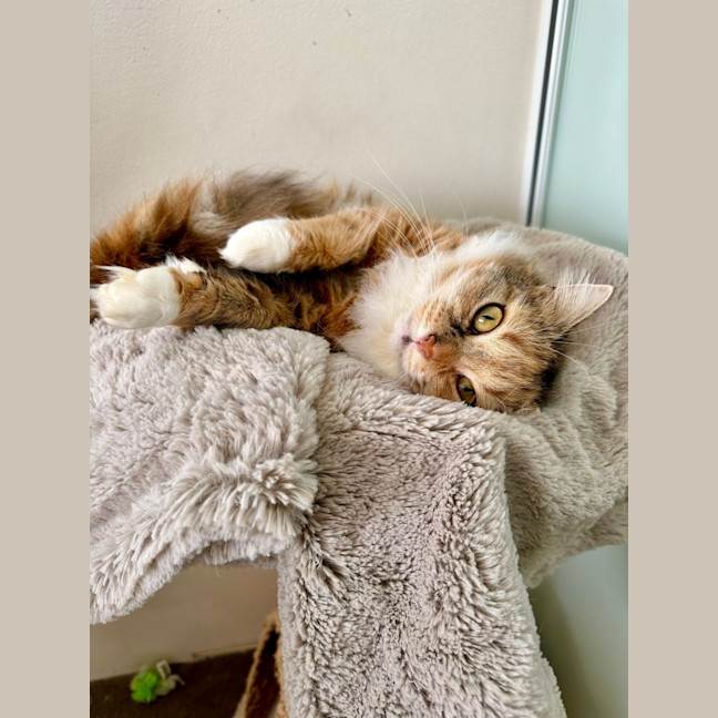 Photo of Violet