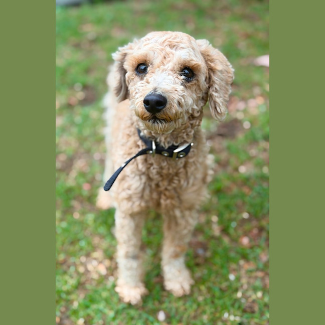 Photo of Little Ted