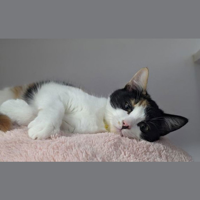 Photo of Georgette
