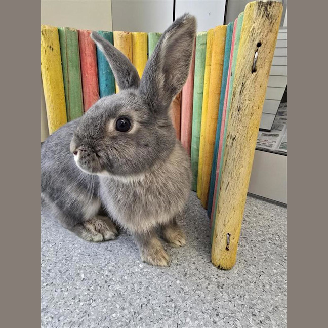 Photo of Oreo 