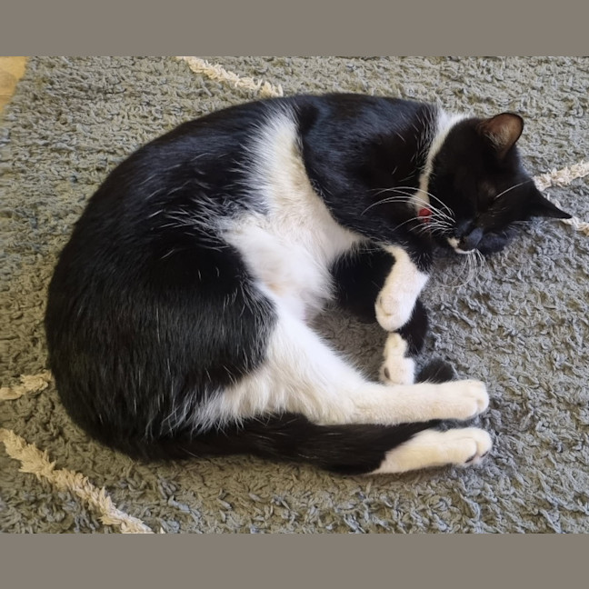 Photo of Pussycat
