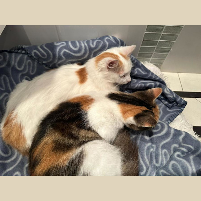 Photo of Bubble & Squeak