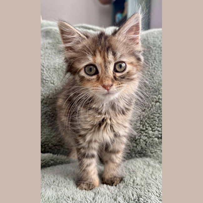 Photo of Violet 