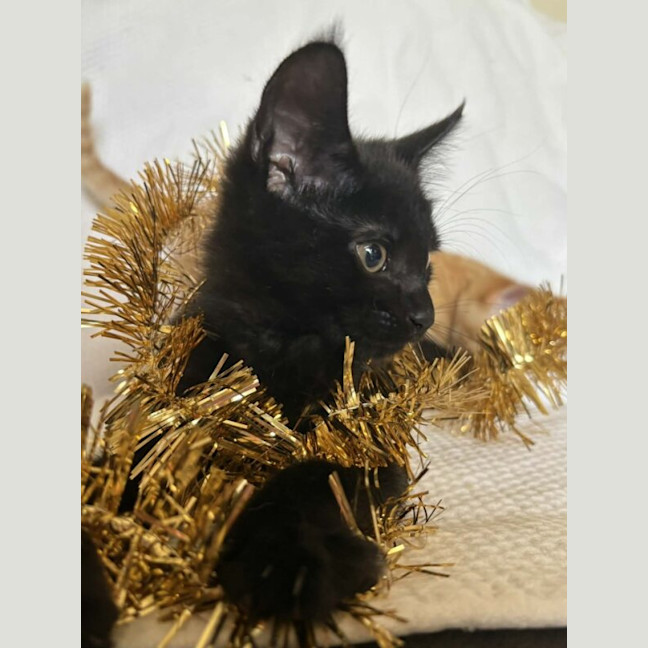 Photo of Sirius